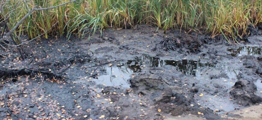 Подробнее о "Жители Краснокамска обнаружили новое загрязнение нефтепродуктами"