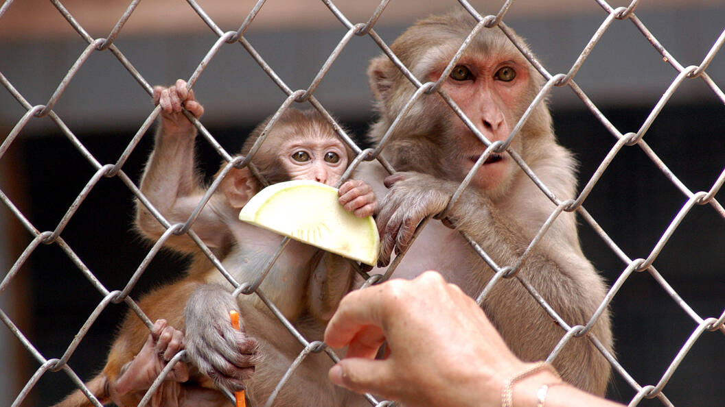 Подробнее о "ВОЗ зафиксировала 92 случая заражения оспой обезьян в мире"