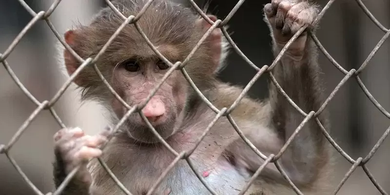 Подробнее о "В России выявлен первый случай заражения оспой обезьян"