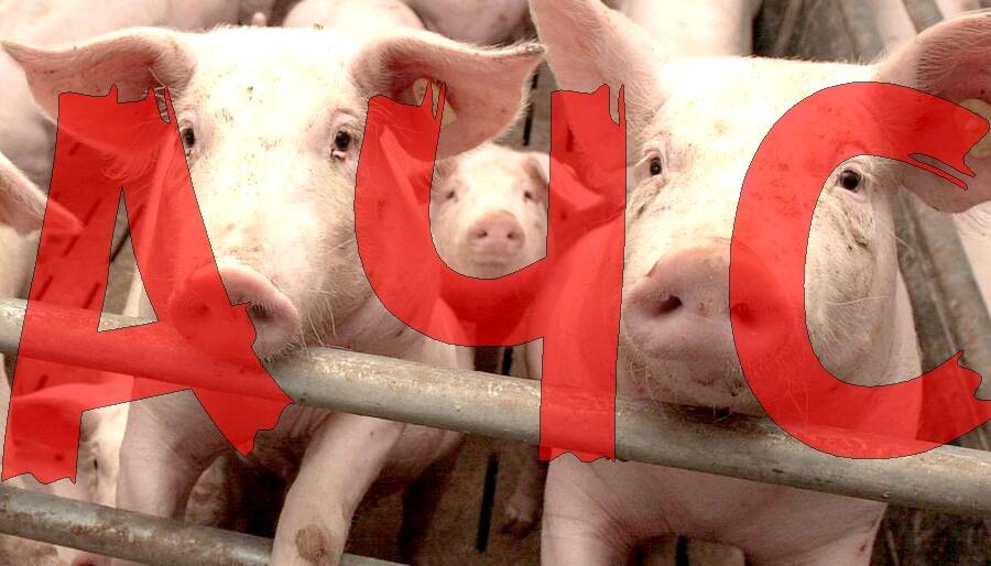 Подробнее о "В Прикамье сняли ограничения по африканской чуме свиней"