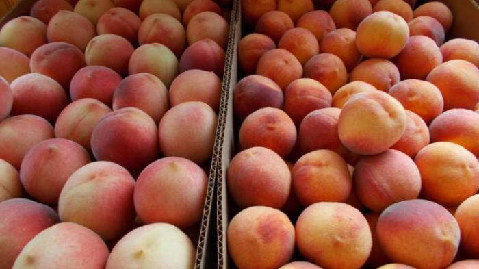 Подробнее о "В Перми на складе обнаружили 1 тонну зараженных персиков из Узбекистана"