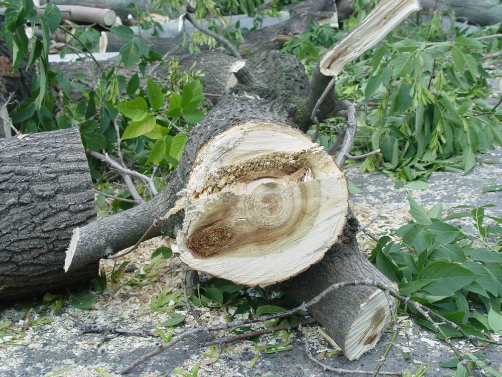 Подробнее о "Трое жителей Пермского края незаконно вырубили 3 тысячи деревьев на 60 млн рублей"