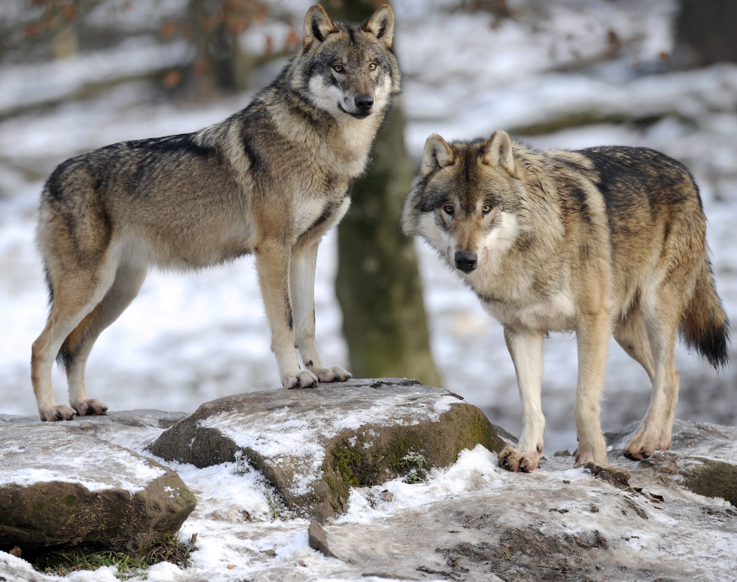 Подробнее о "В Пермском крае вознаграждение за добычу волка увеличили до 23 тысяч рублей"