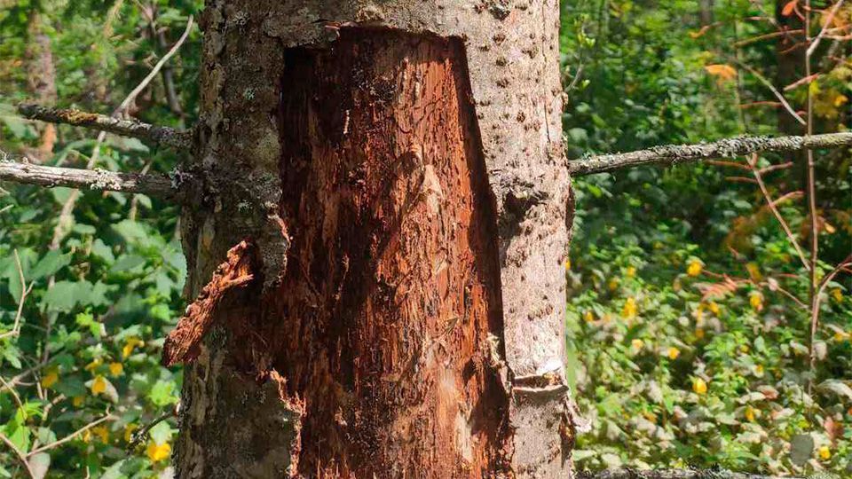 Подробнее о "Из-за распространения жуков-короедов в Пермском крае вырубят 17 га леса"