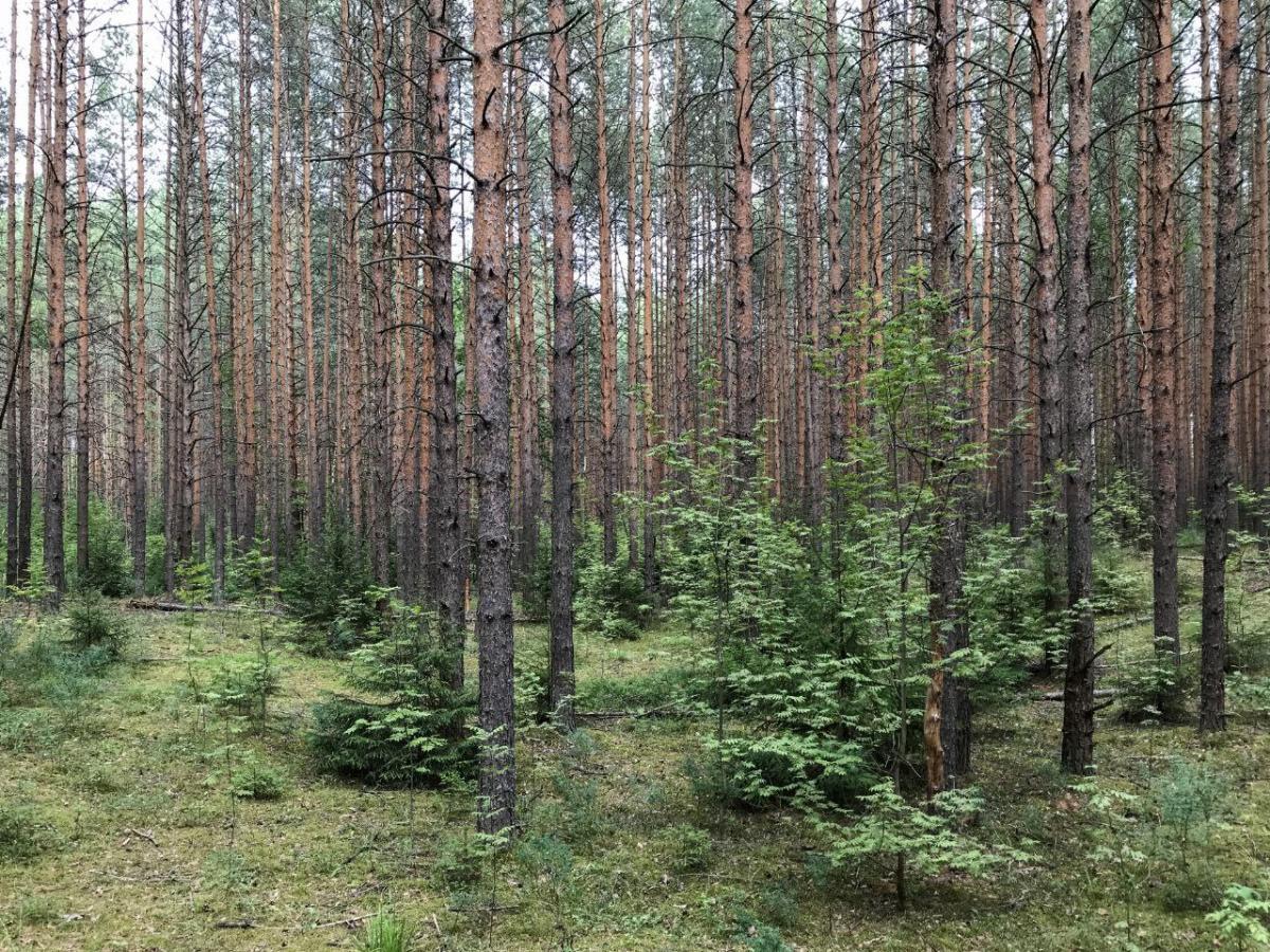 Подробнее о "В Прикамье до 7 мая запретили посещать леса"