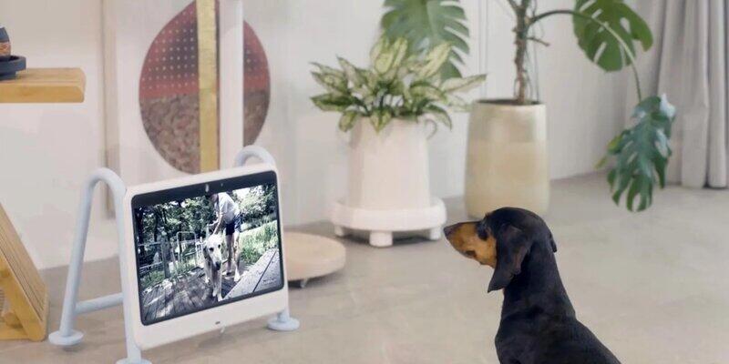 Подробнее о "В Южной Корее разработали телевизор для собак"