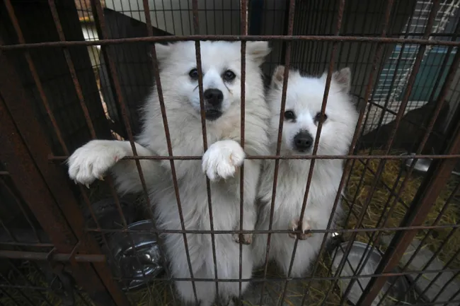 Подробнее о "Парламент Южной Кореи принял закон, запрещающий разведение и убой собак"