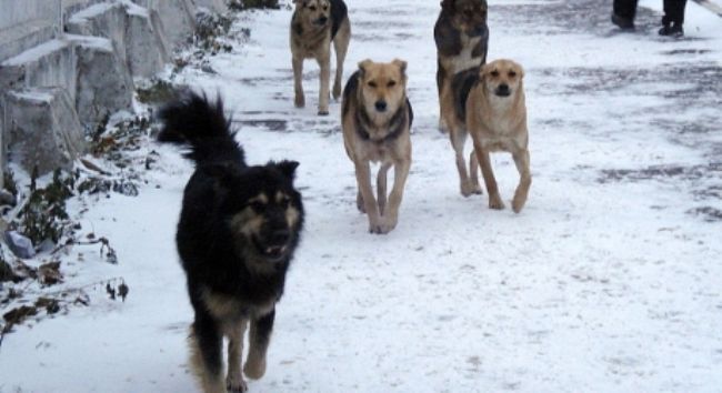 Подробнее о "В 2023 году в Перми было отловлено более 1300 бездомных собак"