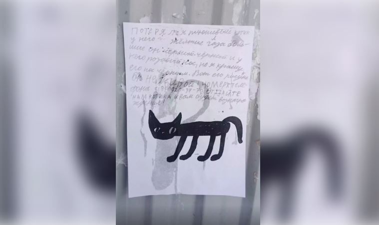 Подробнее о "В Перми ищут пропавшего плюшевого котика"