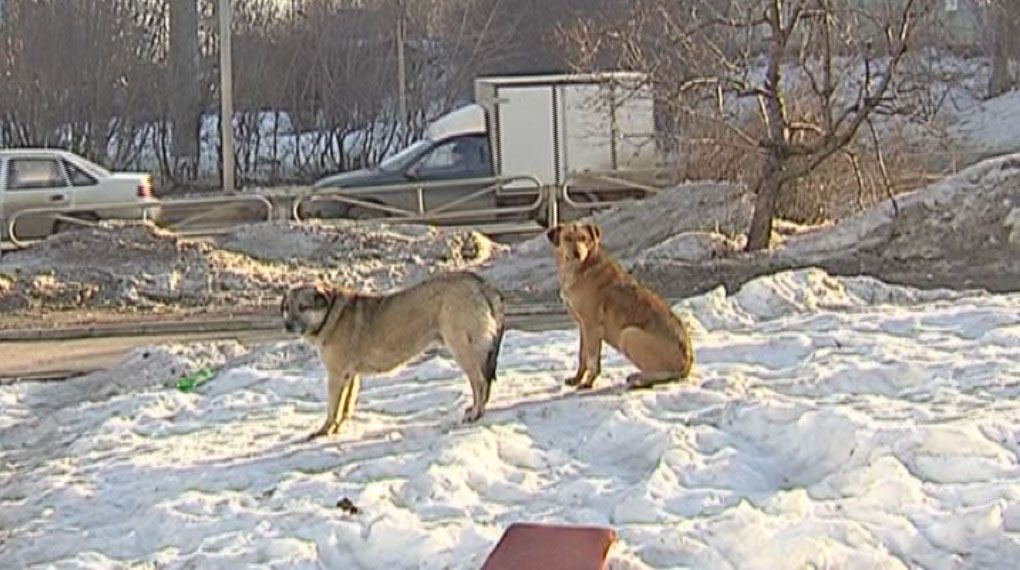 Подробнее о "Следователи в Перми проводят проверку по факту нападения собаки на девочку"