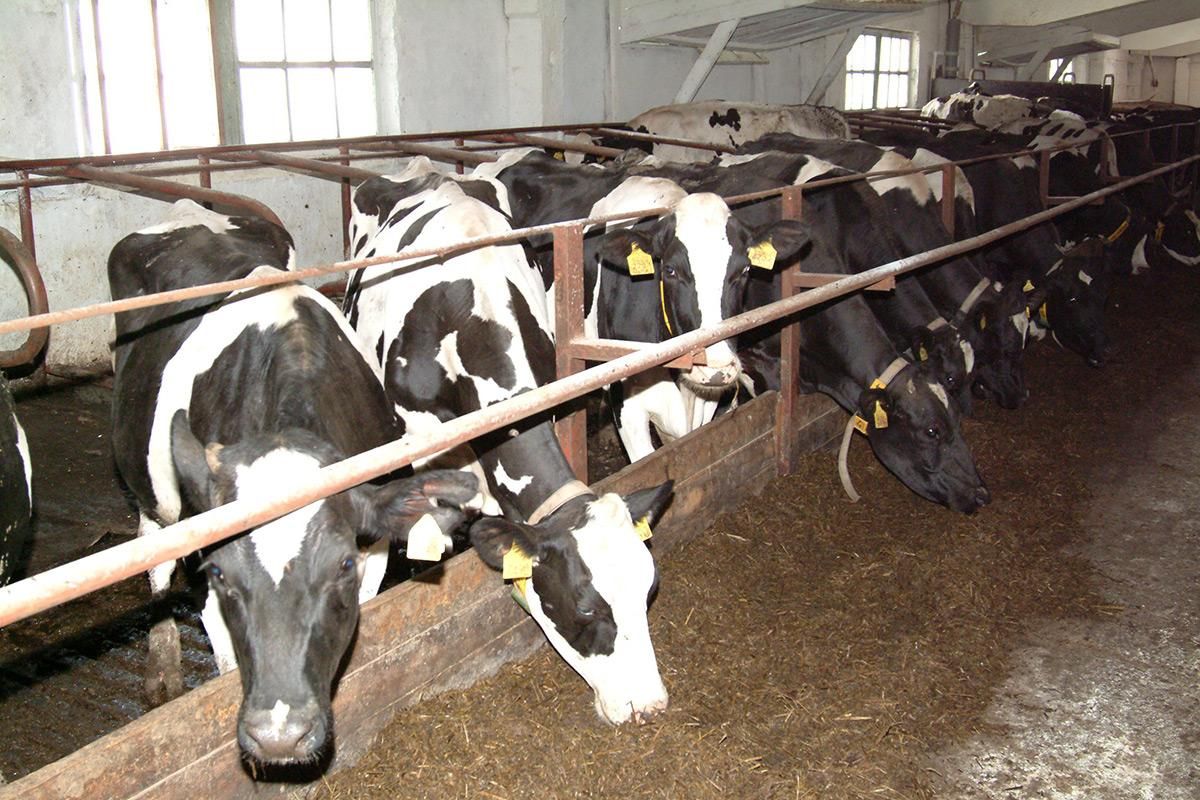 Подробнее о "Специалисты исследуют причины массовой гибели коров в Пермском крае"